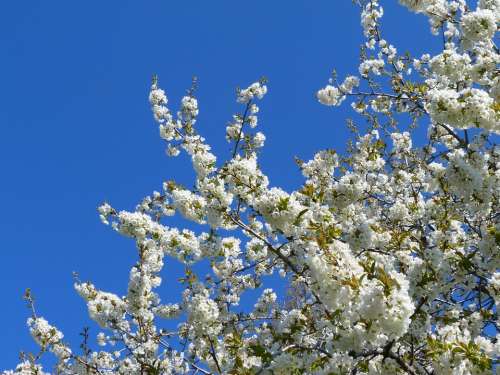 Flowers Tree Fruit Tree White Spring Garden