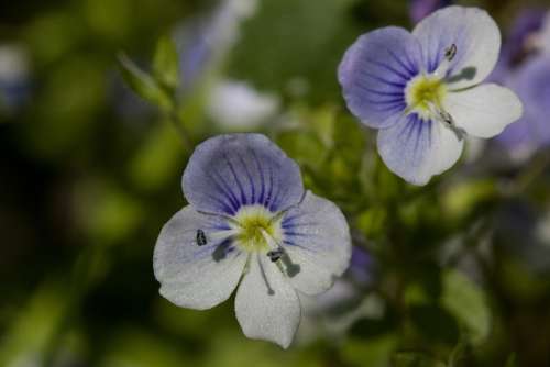 Flowers Small White Blue Stamp Pollen Spring