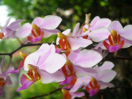 Flowers Orchid Pink