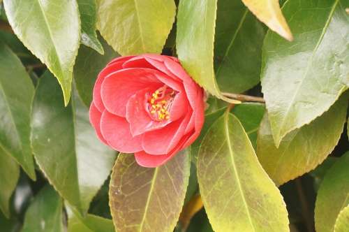 Flowers Wood Red Camellia
