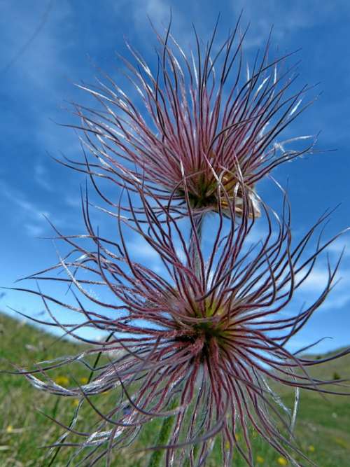 Flowers Rosacea Geum Of Mountains Montanum Nature