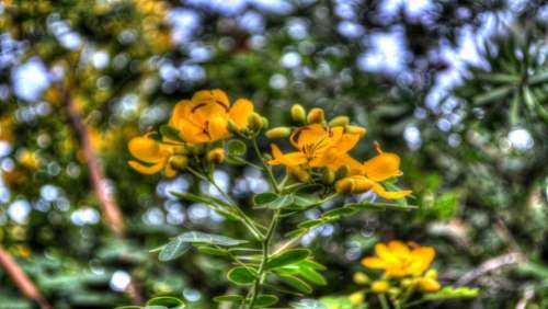 Flowers Yellow Flora