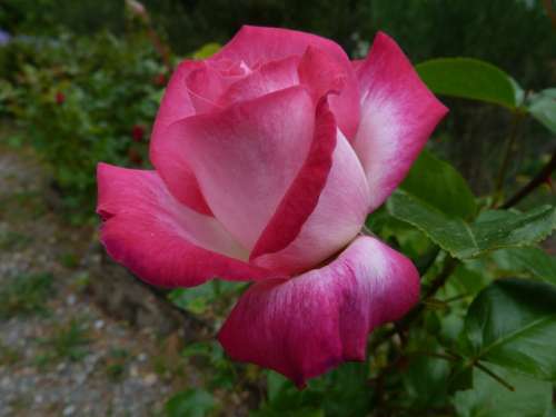 Flowers Pink Macro Garden Spring Blossomed