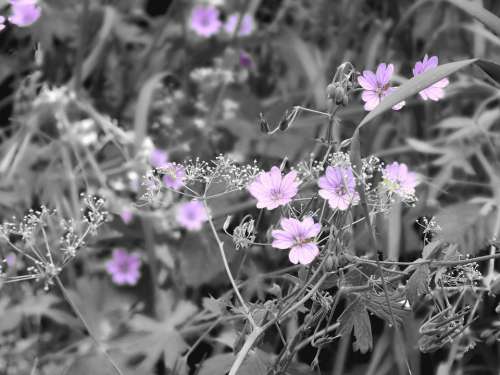 Flowers Purple Lilac Grass Field