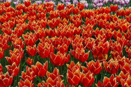 Flowers Tulips Spring Handsomely