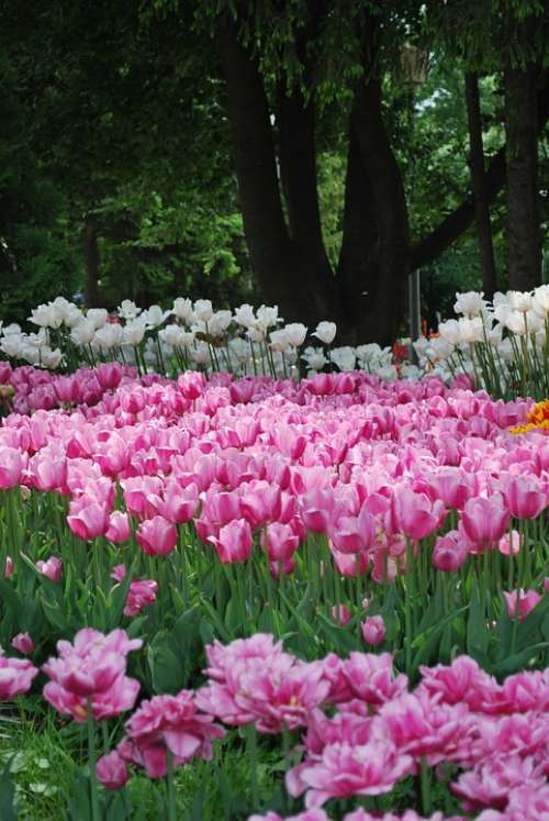 Flowers Tulips Spring Handsomely