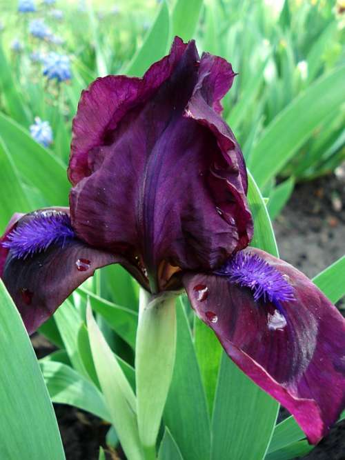 Flowers Spring Flowers Irises Purple Irises