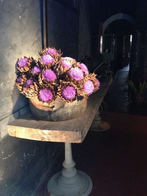 Flowers Thistle Atmosphere Vintage Violet