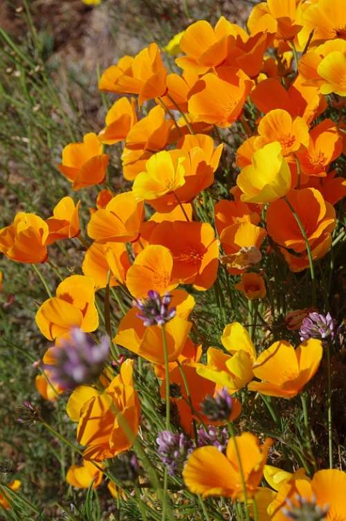 Flowers Summer Poppy Poppy Flower Wildflowers