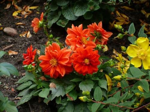 Flowers As Lien Orange Plant