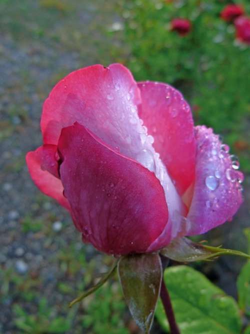 Flowers Rose Bud Macro Garden Dew Drops Morning