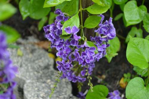 Flowers Purple Plant Garden