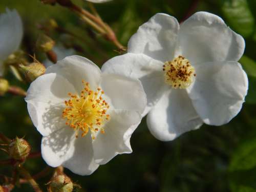 Flowers Rubella Syndrome White
