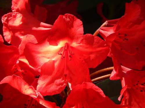 Flowers Garden Rhodies Red Sunshine Summer