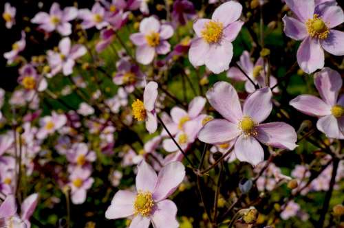 Flowers Bloom Pink Flowers Nature Spring Blossom