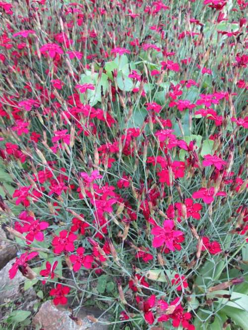 Flowers Cloves Ornamental Plant Pink Dianthus