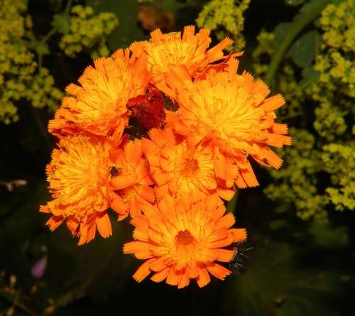Flowers Close Up Orange Colorful Sweet