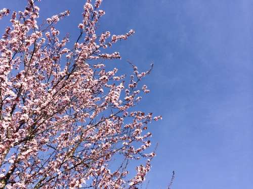 Flowers Spring Nature Pink Cherry Blossom Sky