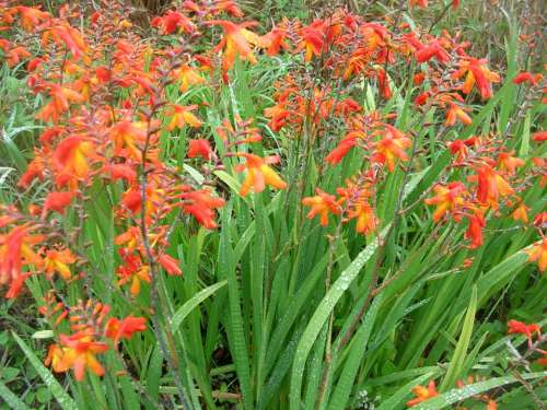 Flowers Wild Field Huerta Nature Vegetation