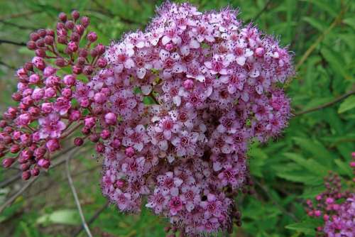 Flowers Nature Macro Garden Flowering Blossomed