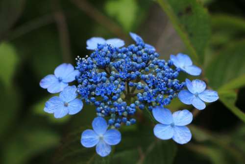 Flowers Blue Summer