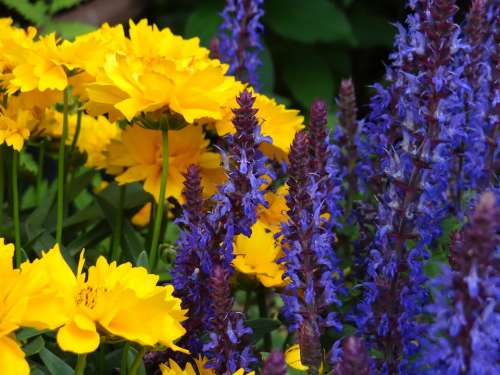 Flowers Yellow Blue Flora Flower Fullness Garden