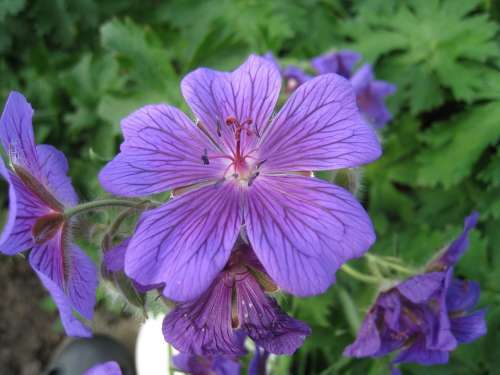 Flowers Cranesbill Blue Summer Garden Green