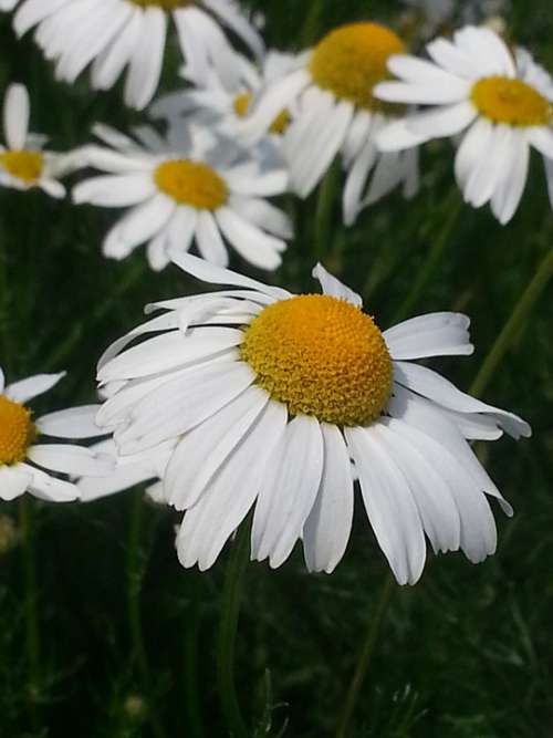 Flowers Flower Meadow Chamomile Nature Summer