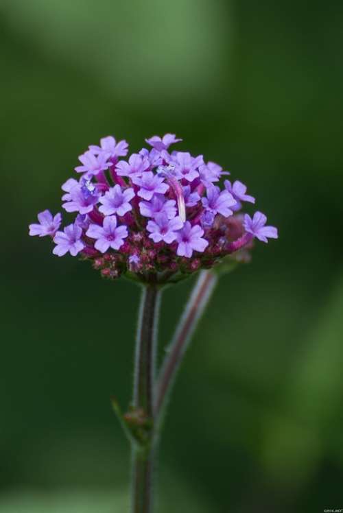 Flowers Nature Summer Netherlands