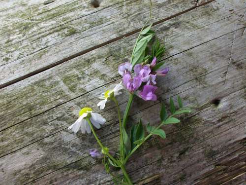 Flowers Still Life Wood Nature Blossom Bloom