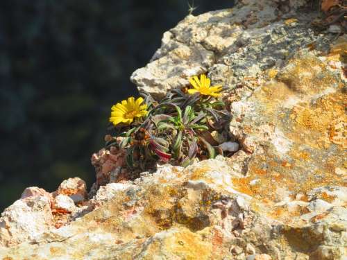 Flowers Rock Slope Yellow