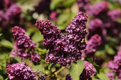 Flowers Lilac Spring Nature Purple Bloom Garden