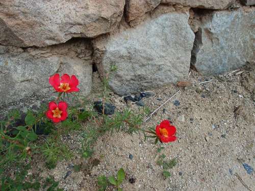 Flowers Portulaca Grandiflora Dirt Damme
