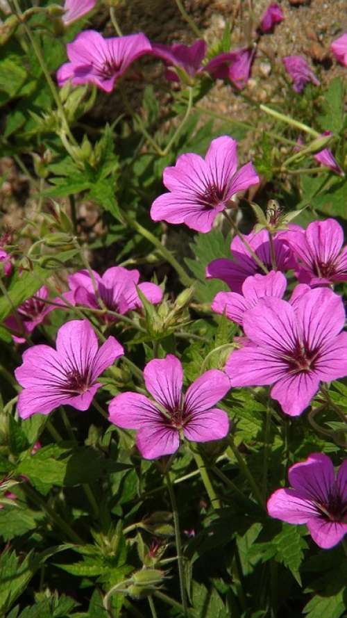 Flowers Pink Purple Nature