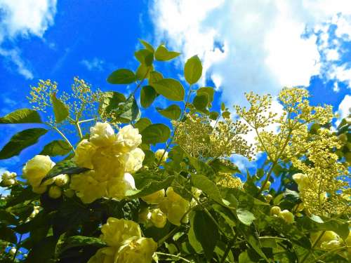 Flowers Blue Sky Summer Nature