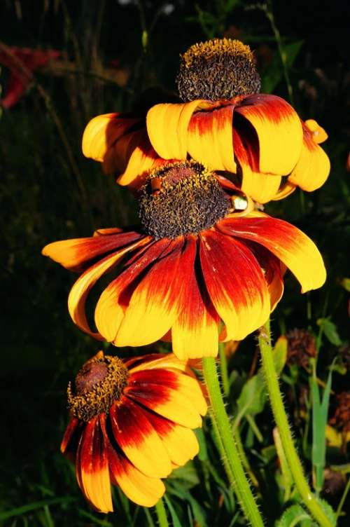 Flowers Red Yellow Close Up Color Beautiful Plant