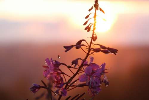 Flowers Nature Plant Sunset Evening Dusk Romantic