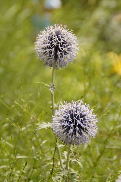 Flowers Balls Spherical Plant Flora Botany