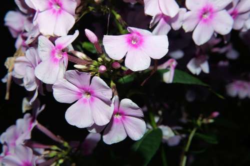 Flowers Pink Close Up Nature Flower Garden