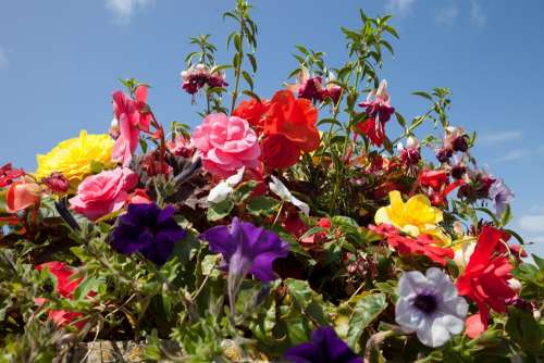 Flowers Flowerpot Summer Flowers Colorful Lush