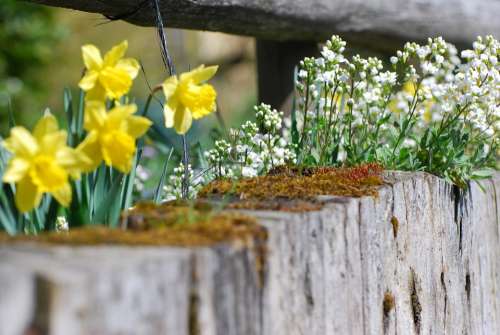 Flowers Easter Spring Narcissus Wall Stone Wall
