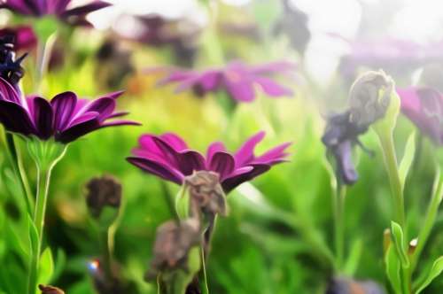 Flowers Nature Plant Colorful Purple Color Bloom