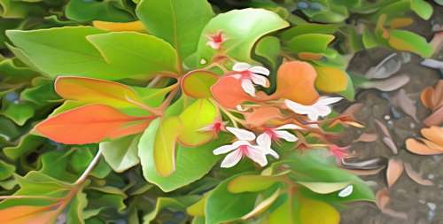 Flowers Nature Colorful Color Plant Graphics