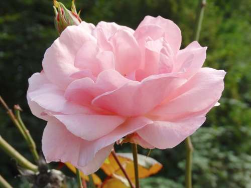 Flowers Blossom Bloom Pink Nature Flora Rose