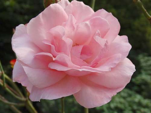 Flowers Blossom Bloom Pink Nature Flora Rose