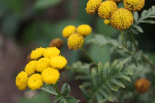 Flowers Blossom Bloom Yellow Nature Plant Flora