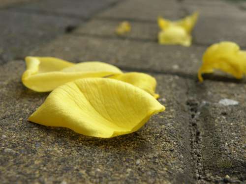 Flowers Flower Petals Yellow On The Ground