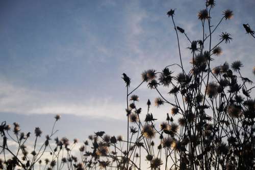 Flowers Meadow Shading Heaven