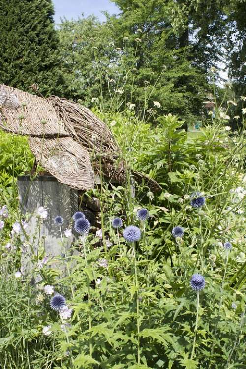 Flowers Garden Summer Natural Pretty Blooming