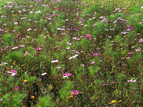 Flowers Nature Plant Autumn Meadow Grass Green